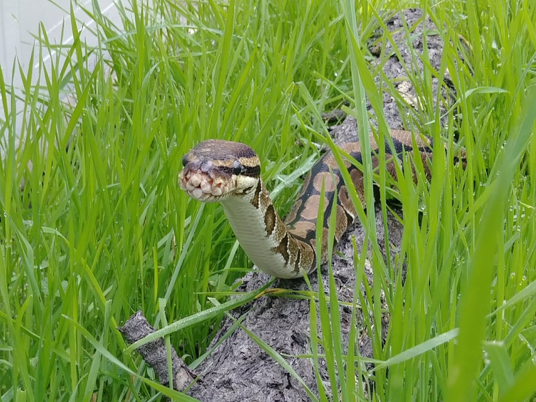 Oakland Zoo Ball Royal Python
